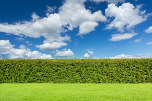 hedge-with-sky-and-grass-picture-id524031284