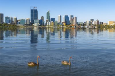 Swan in the river and Perth city on background