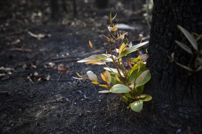 Bushfire regrowth from burnt bush