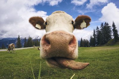 Austrian Cow licking its lips and starring at the camera
